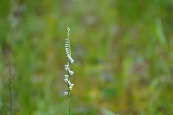 Małe Białe Kwiaty Zbliżenie — Zdjęcie stockowe