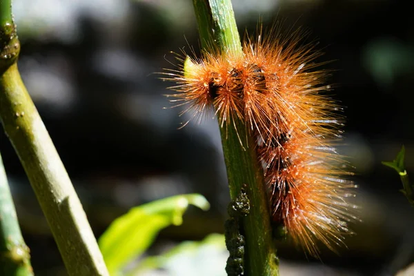 Caterpillar Plant — Stock Photo, Image