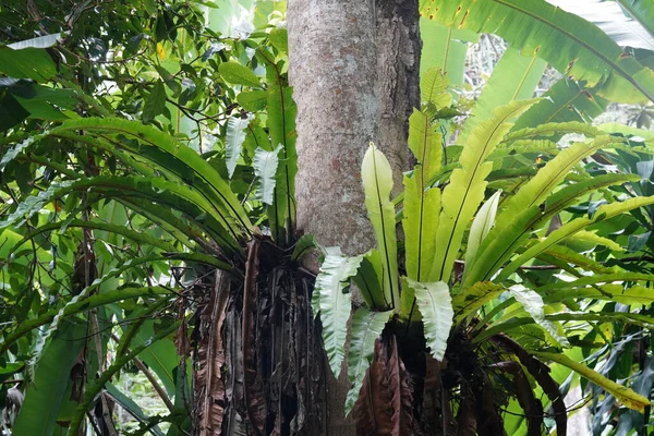 丛林中的香蕉叶 — 图库照片