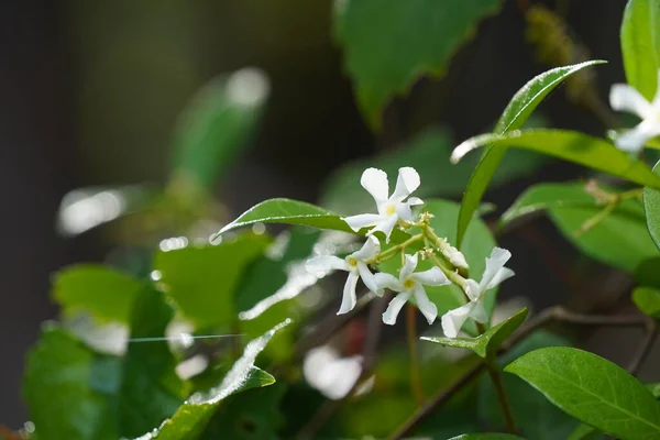 Flores Silvestres Brancas Pequenas Close — Fotografia de Stock