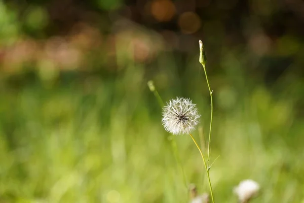 Närbild Maskros Blomma Suddig Bakgrund Grönt Gräs — Stockfoto