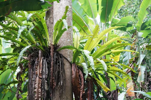 Zielone Drzewo Bananowe Ogrodzie — Zdjęcie stockowe