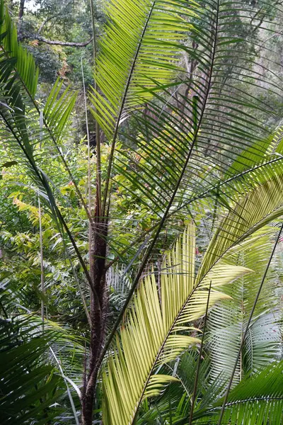 Zielone Palmy Lesby Dżungli — Zdjęcie stockowe