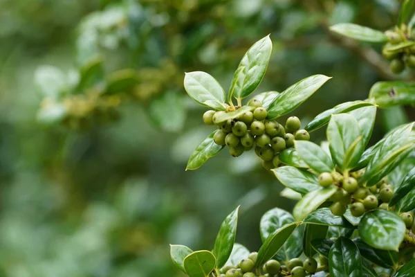 Grüne Beeren Und Blätter Zweig — Stockfoto