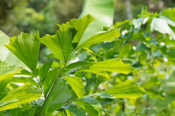 Grüne Blätter Flora Und Laub — Stockfoto