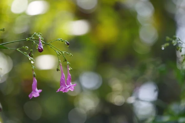 Vackra Små Rosa Blommor Trädgården — Stockfoto