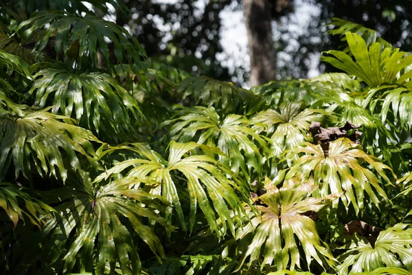 Зеленые Листья Флора Листва — стоковое фото