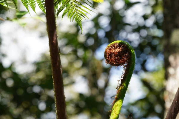 stock image beautiful view of young fern plant