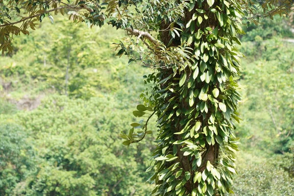Зеленые Листья Стволе Тропического Дерева — стоковое фото