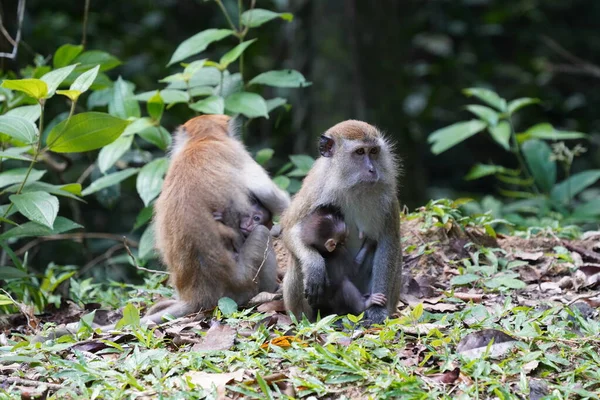 Familia Monos Selva — Foto de Stock
