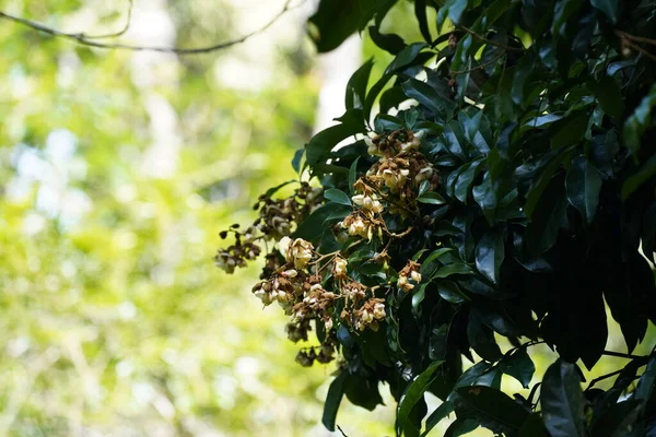 Une Végétation Tropicale Luxuriante Dans Forêt Tropicale — Photo