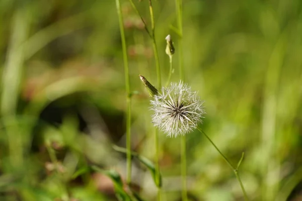 Menutup Bunga Dandelion Dengan Latar Belakang Buram Rumput Hijau — Stok Foto