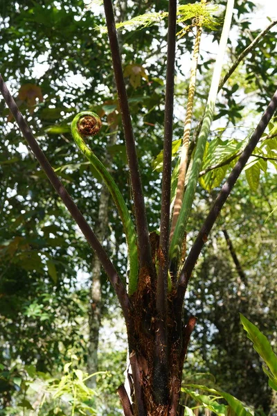 Üppige Tropische Vegetation Regenwald — Stockfoto