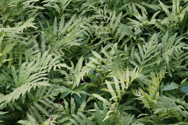 Πράσινα Φύλλα Χλωρίδα Και Φύλλωμα — Φωτογραφία Αρχείου