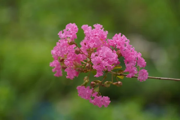 stock image beautiful pink flowers in the garden 