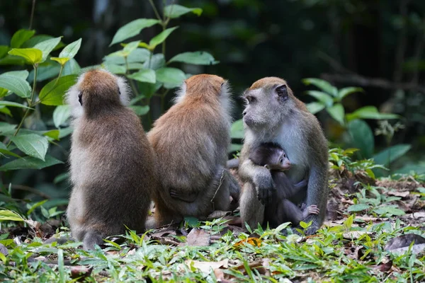 Familia Monos Con Mono Bebé — Foto de Stock