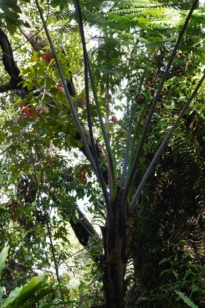 在雨林茂密的热带植被 — 图库照片