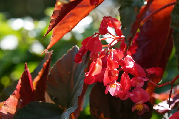 Krásné Červené Květy Letní Zahradě — Stock fotografie