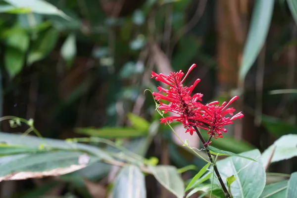 Bitkinin Dalında Kırmızı Çiçekler — Stok fotoğraf