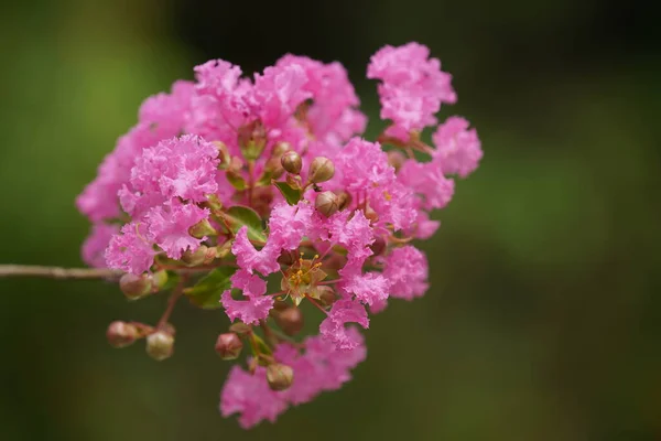 Flores Rosadas Árbol Jardín — Foto de Stock