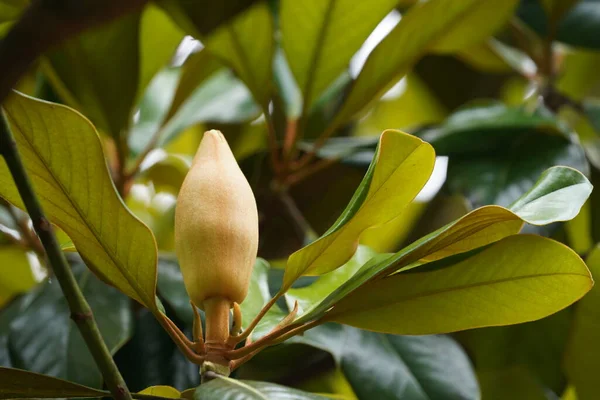 Beautiful Botanical Shot Magnolia Tree — Stock Photo, Image