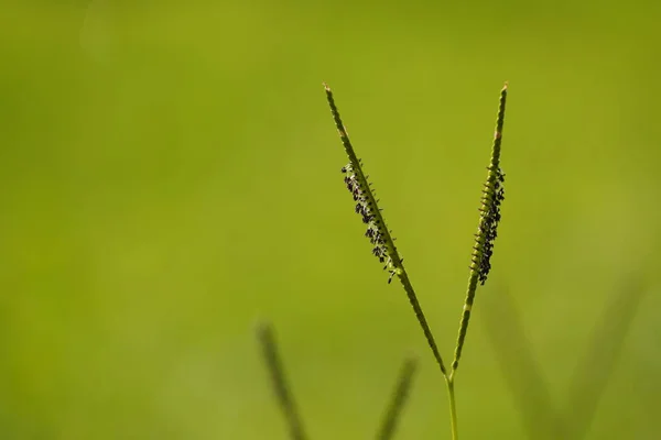 Grünes Gras Wächst Sommer Verschwommen Wiese Sonnigem Tag — Stockfoto