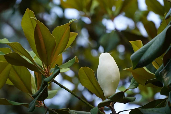 Witte Magnolia Bloem Groene Bladeren — Stockfoto