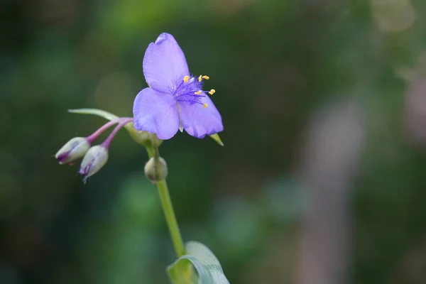 Mały Fioletowy Dziki Kwiat Zbliżenie — Zdjęcie stockowe