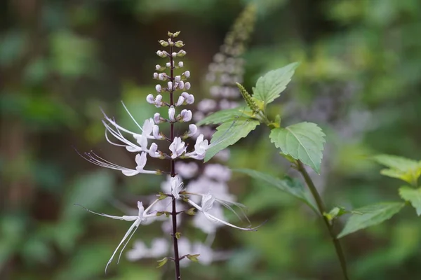 stock image beautiful white flowers in the garden 