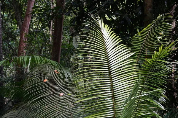 Zielone Palmy Lesby Dżungli — Zdjęcie stockowe