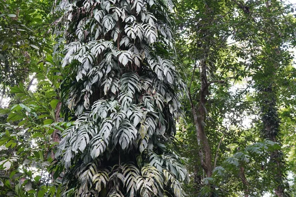 Weelderige Tropische Vegetatie Het Regenwoud — Stockfoto