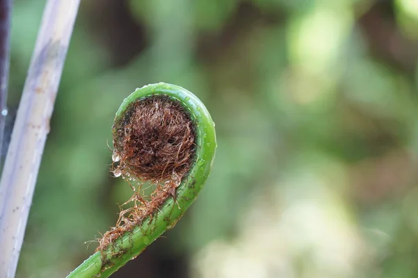 Close Caterpillar Green Leaf — Stock Photo, Image