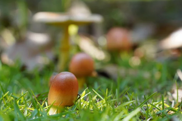 Beautiful Mushrooms Autumn Season — Stock Photo, Image