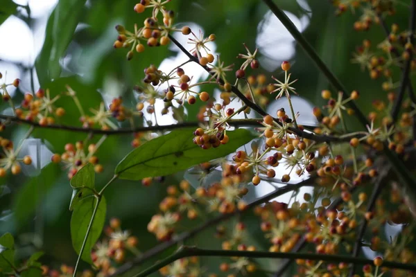 Ağaç Dalında Sarı Meyveler — Stok fotoğraf