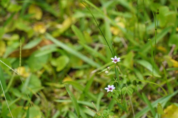 Małe Białe Kwiaty Zbliżenie — Zdjęcie stockowe