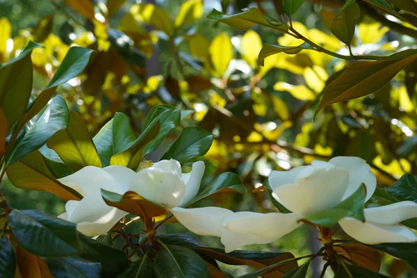 Białe Kwiaty Magnolii Zielone Liście — Zdjęcie stockowe