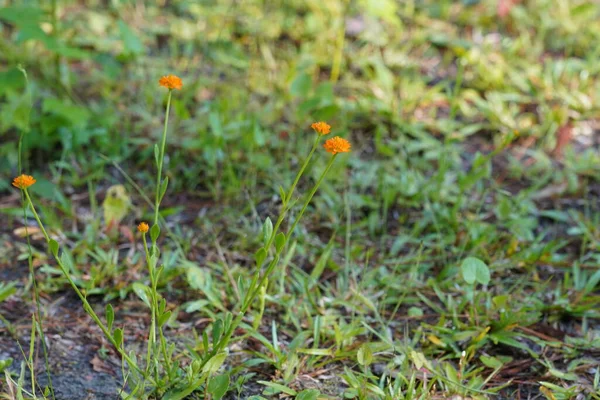 Bahçedeki Küçük Güzel Turuncu Çiçekler — Stok fotoğraf