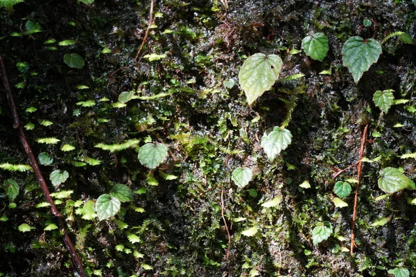Folhas Verdes Musgo Tronco Árvore — Fotografia de Stock