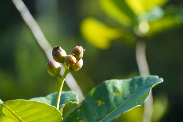 Close Green Buds Tree — стоковое фото