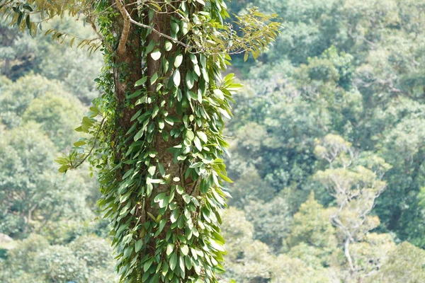 Folhas Verdes Tronco Árvore Tropical — Fotografia de Stock