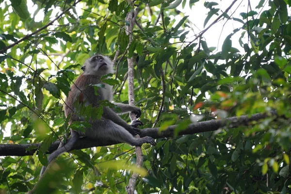 Mono Selva Tailandia — Foto de Stock