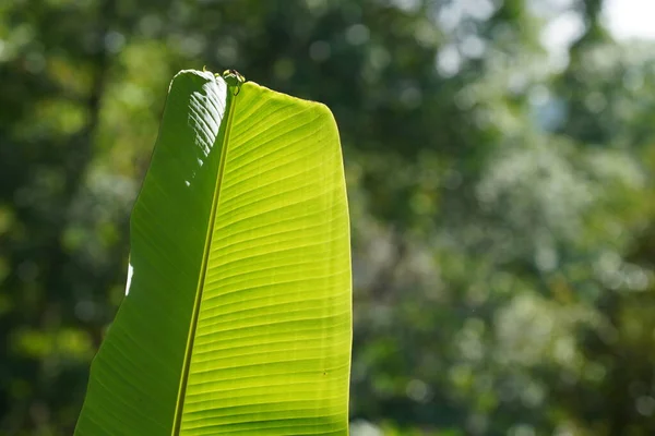 Hoja Plátano Verde Flora Follaje —  Fotos de Stock