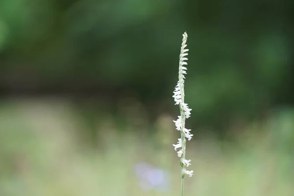 Petites Fleurs Blanches Sur Plante Contre Vue Floue Prairie Verte — Photo
