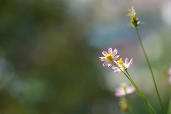 Маленькие Розовые Полевые Цветы Крупный План — стоковое фото