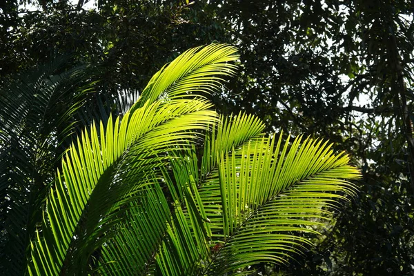 Пальмы Парке — стоковое фото