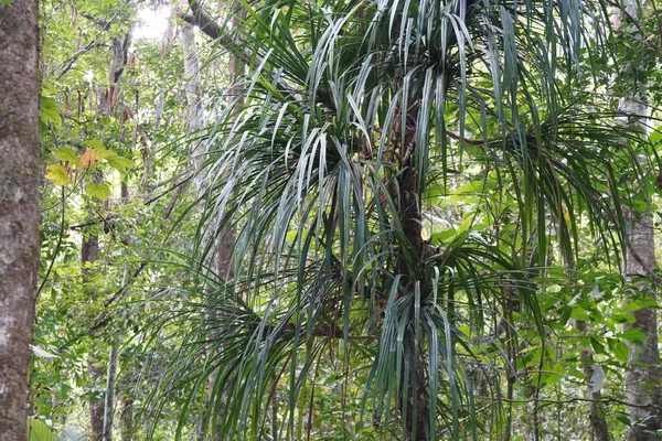 Bujnej Tropikalnej Roślinności Lesie Deszczowym — Zdjęcie stockowe