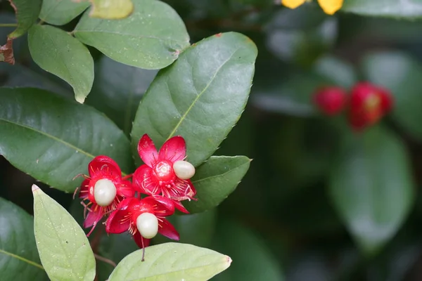 Mooie Rode Bloemen Tuin — Stockfoto