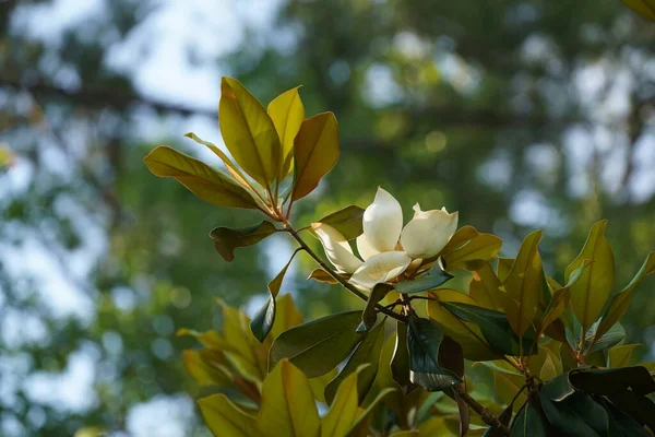 Gros Plan Beau Magnolia — Photo