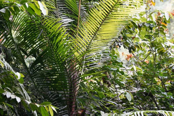Zelené Palmové Listy Zahradě — Stock fotografie