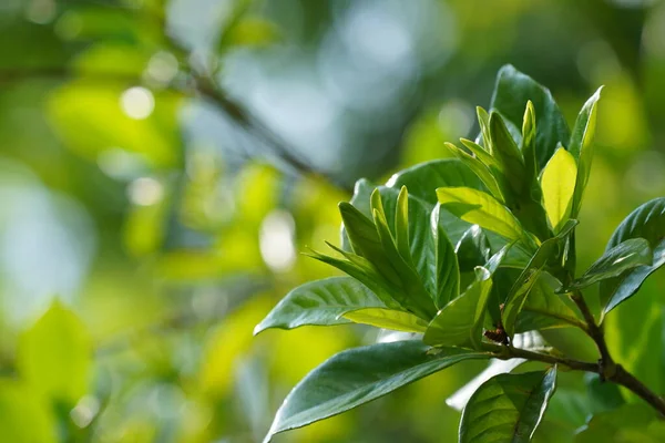 stock image green leaves, flora and foliage 